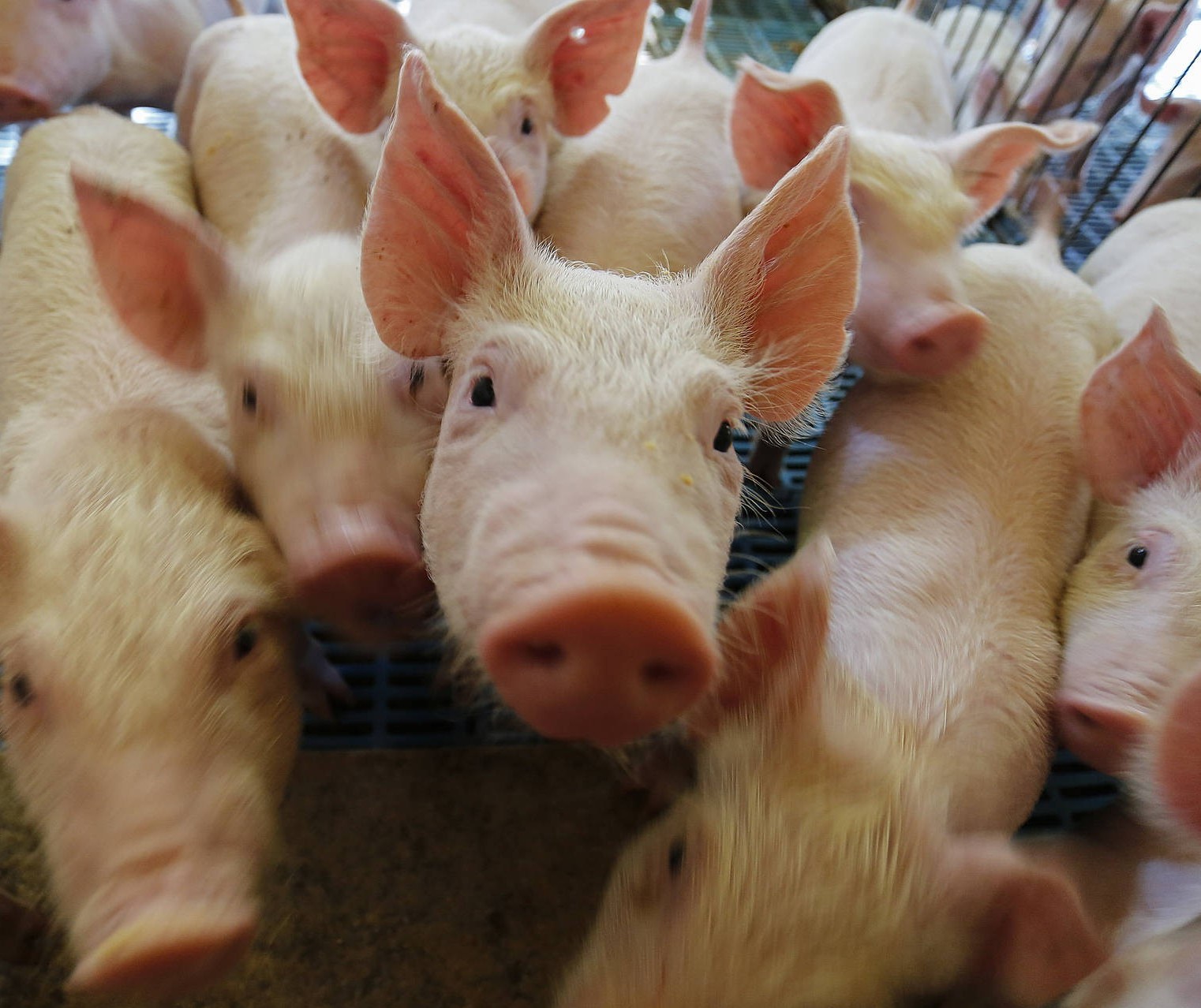 Entre estados do sul, só o Paraná evoluiu na comercialização de suínos