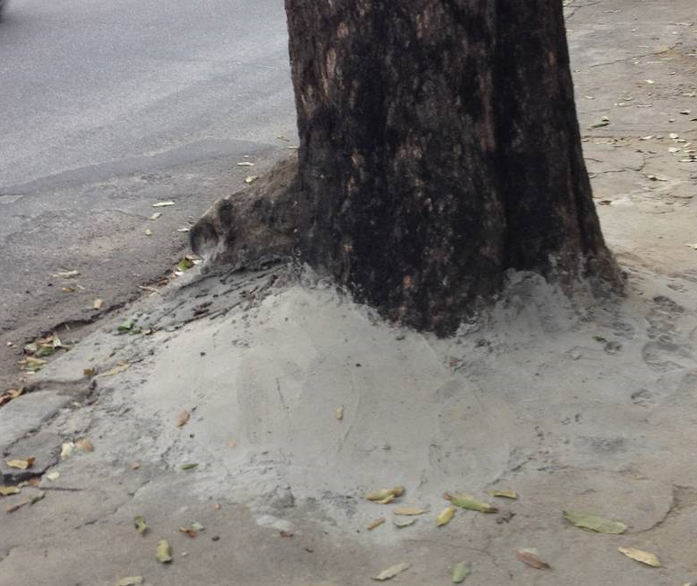 Paranavaí orienta moradores sobre danos de cimentar calçadas em volta das árvores