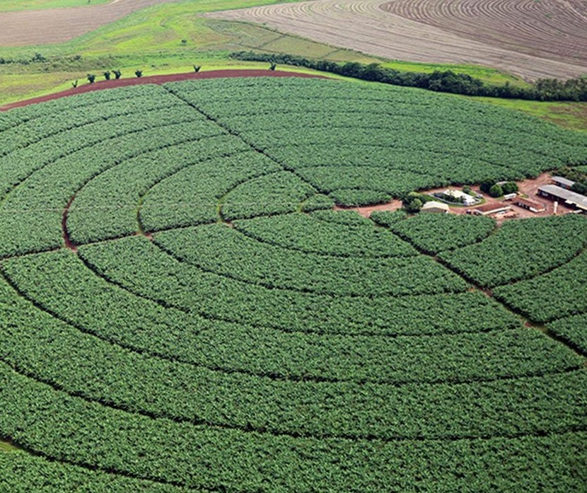 Brasil ultrapassa 40 milhões de hectares de área plantada