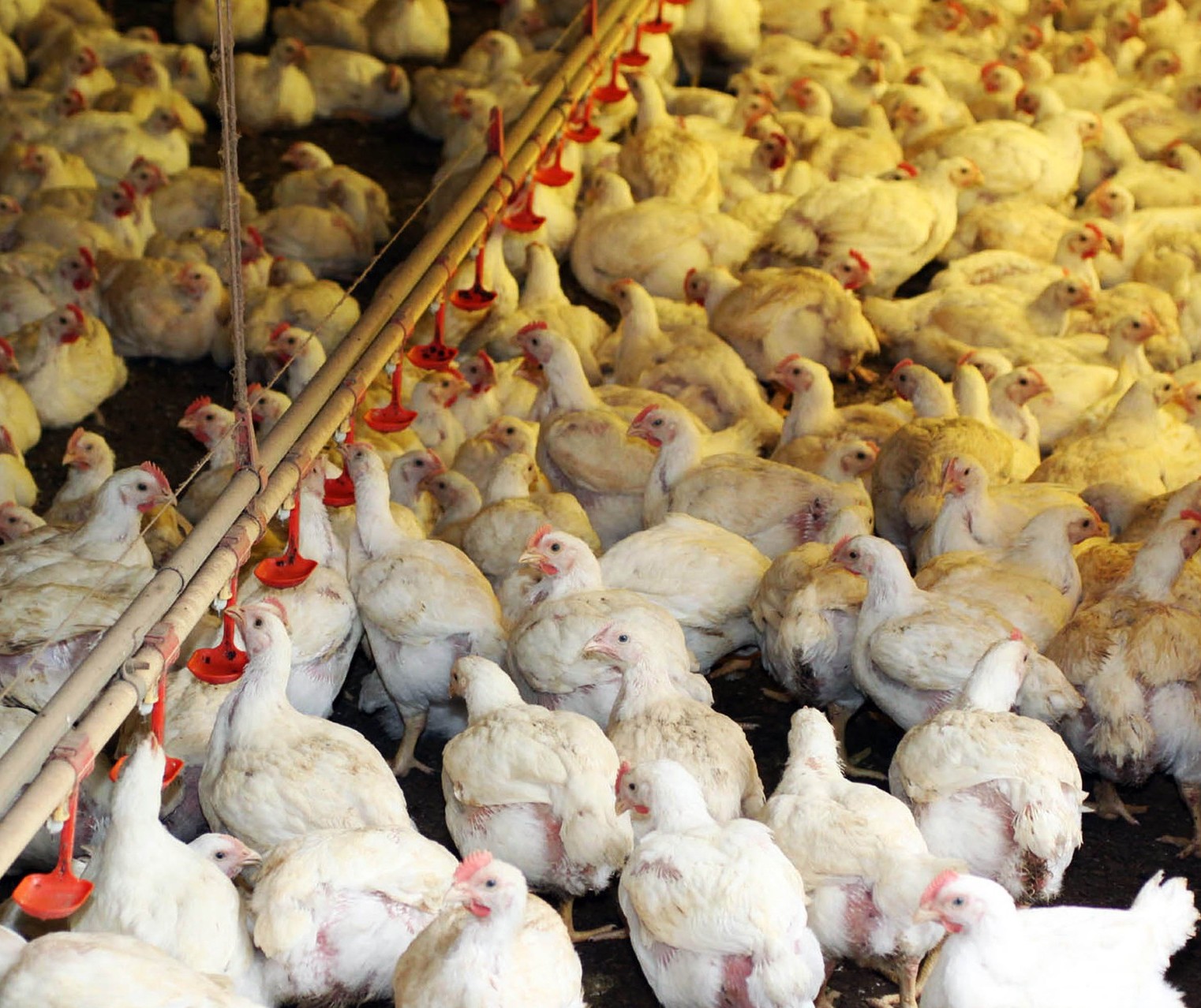 Setor avícola brasileiro cresce 6,5% no acumulado de janeiro a junho