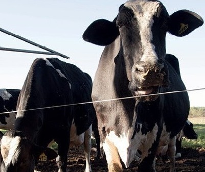 Arroba da vaca gorda custa R$ 137 em Maringá