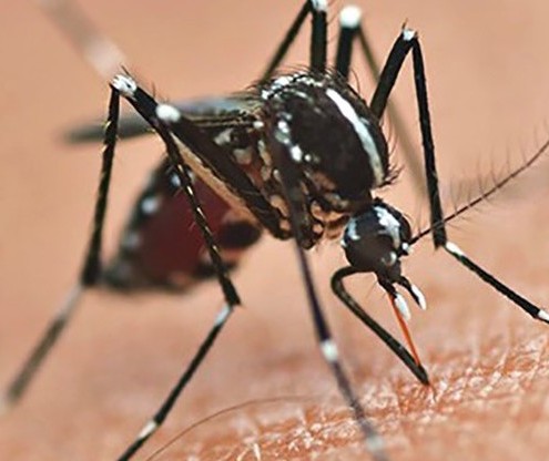 Confira o boletim da Sesa sobre a dengue; Maringá soma 6 mortes