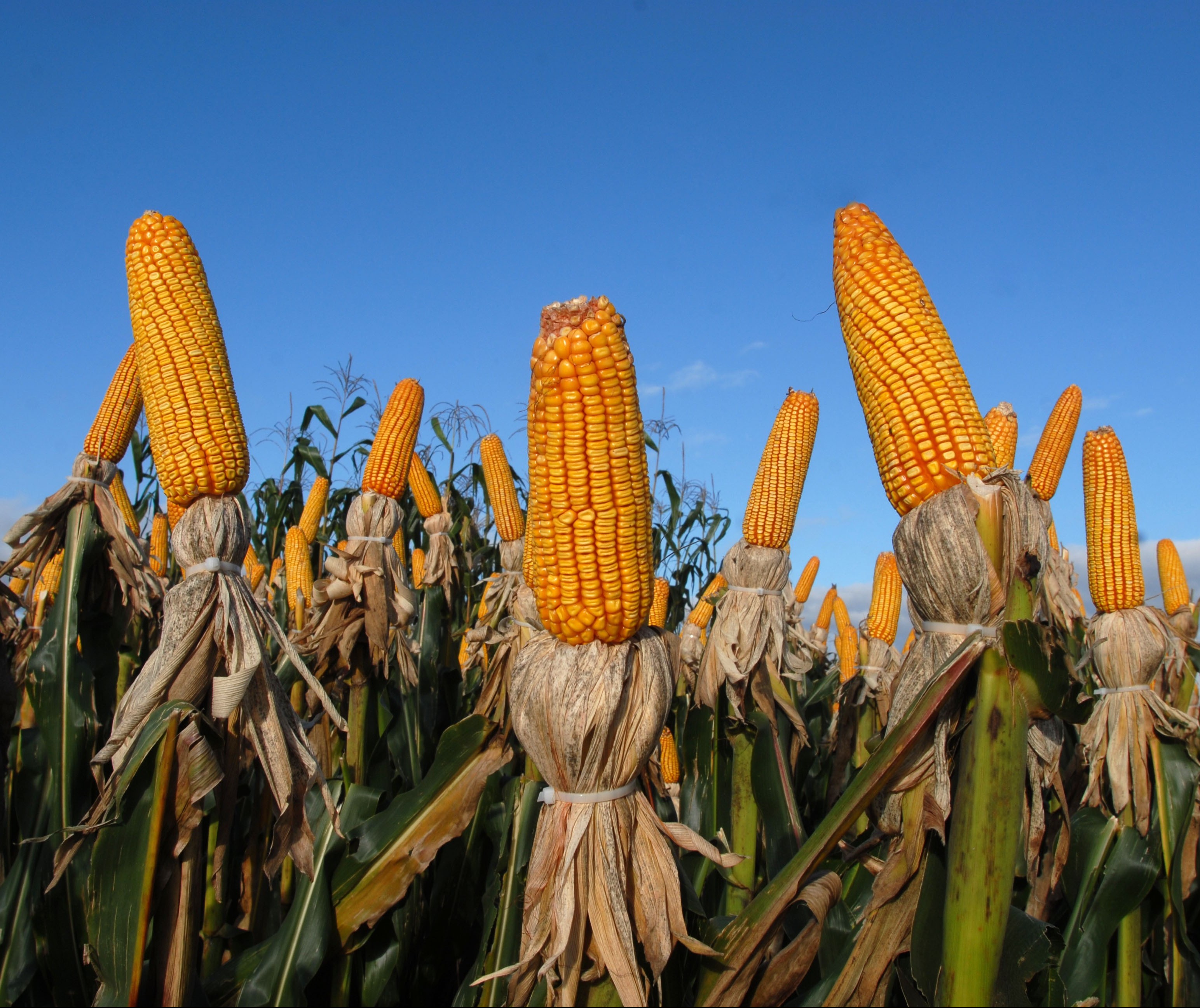 Brasil segue importando milho para atender demanda interna