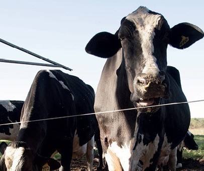 Arroba da vaca gorda custa R$ 143 em Maringá