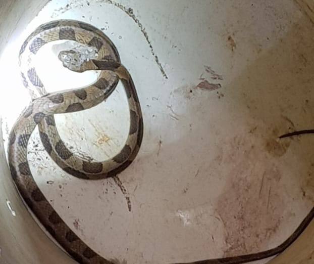 Moradora encontra cobra debaixo de geladeira em Maringá 
