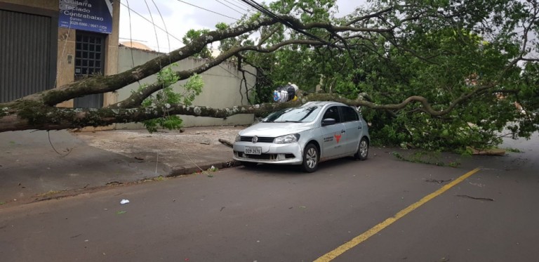 Chuva derruba 37 árvores em Maringá