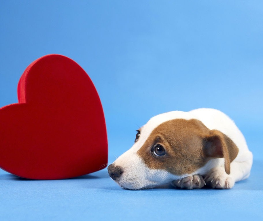Atenção às doenças cardíacas em pets