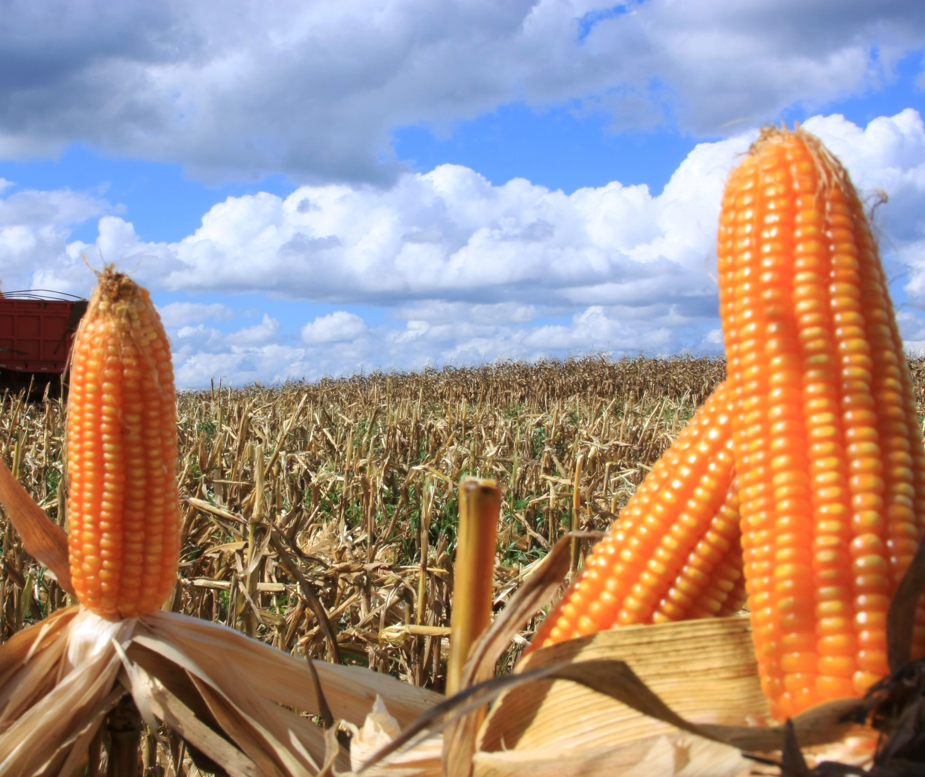 Fiscalização apreende sementes de milho híbrido no Oeste do Paraná