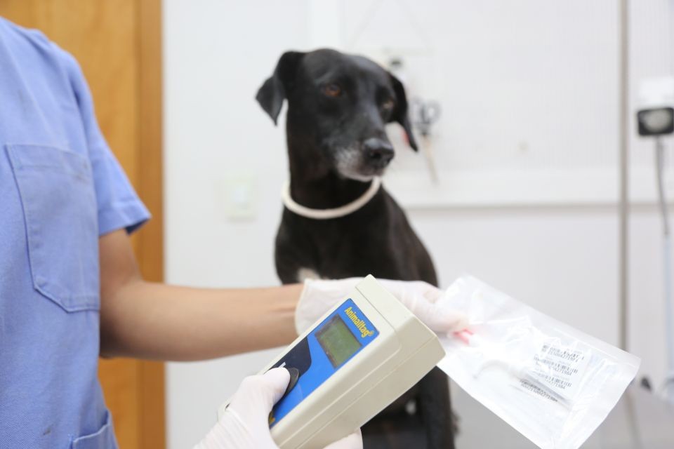 Animais resgatados pelo município de Maringá recebem microchip