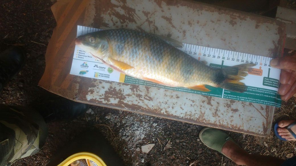 PMA prende dois homens por pesca irregular