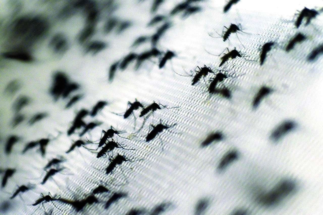 Maringá tem mais de 3.300 casos de dengue confirmados