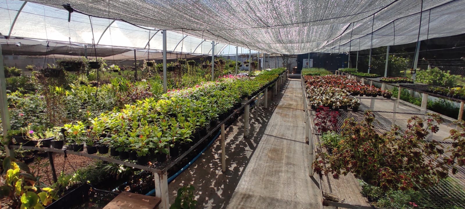 Viveiro de flores do Jardim Piatã tem 5 mil espécies para venda