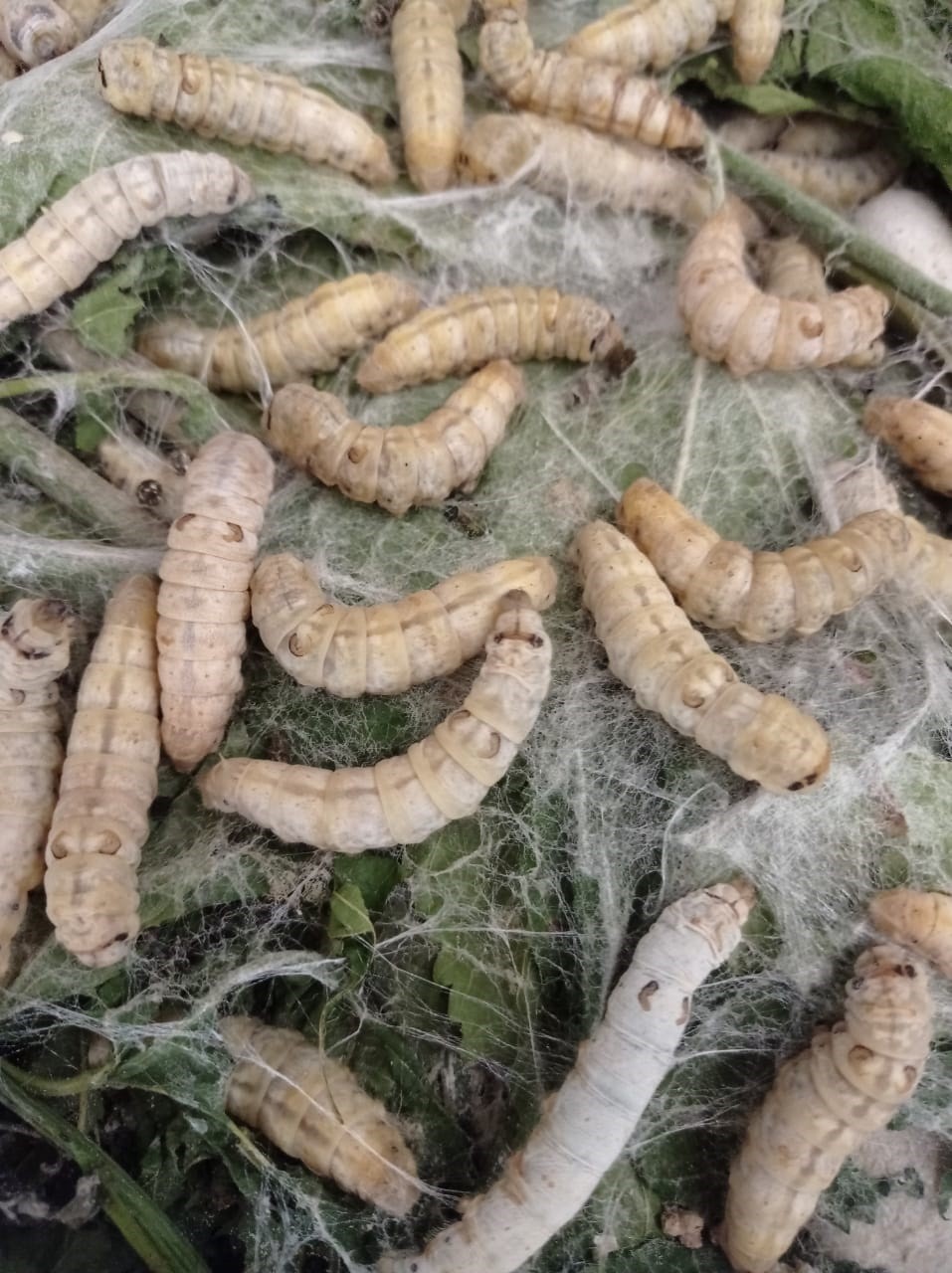 Adapar realiza Operação Agro + em Nova Esperança para prevenir deriva