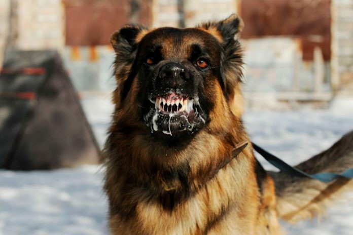 Tutores precisam vacinar os pets contra o vírus da raiva