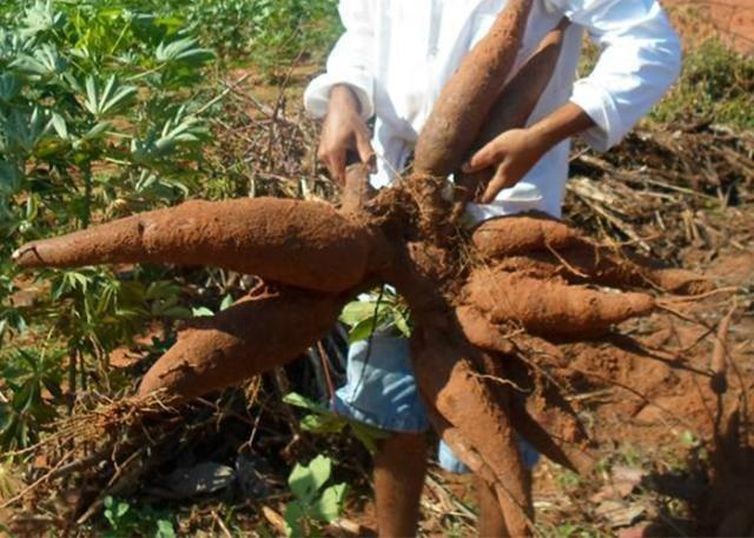 Raiz de mandioca custa R$ 475 a tonelada em Campo Mourão