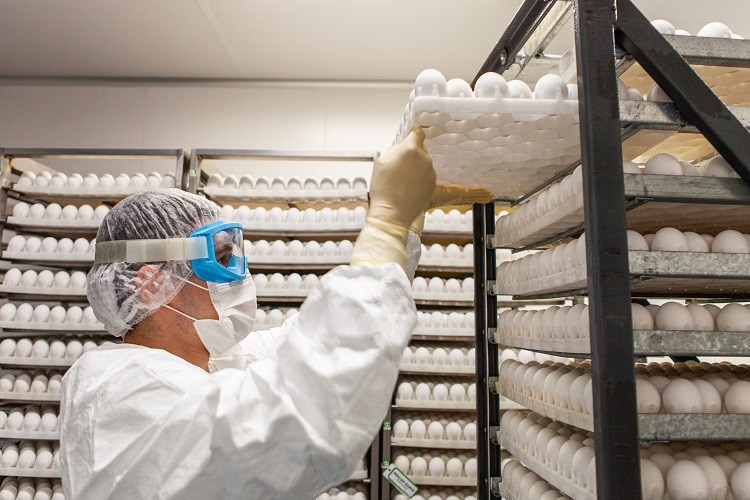 Entenda como funciona a produção de ovos para vacinas