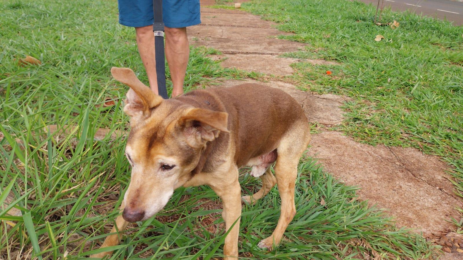 Conheça Futrica, que pode ser o vira-lata mais idoso de Maringá