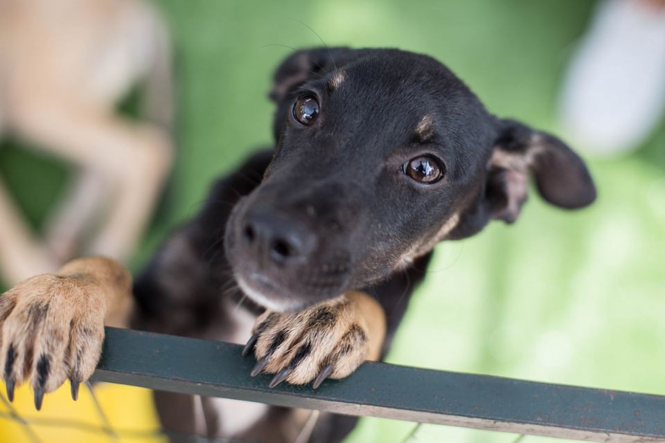 Projeto de lei proíbe que se dificulte a alimentação de animais comunitários