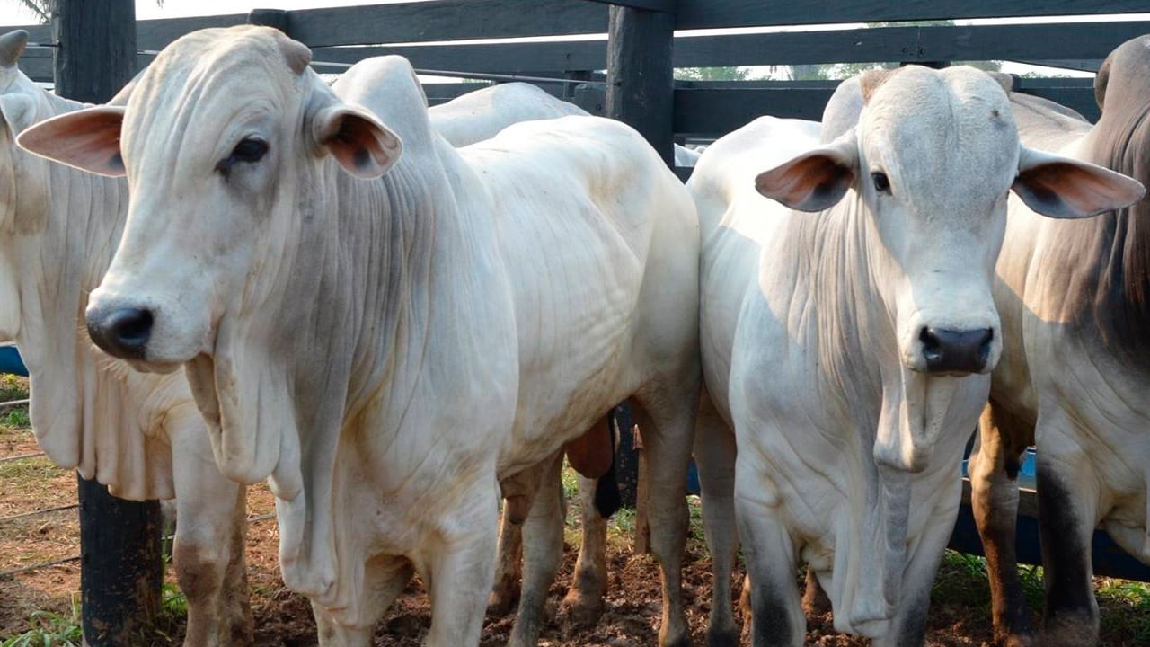 Após operar com altas significativas, contratos futuros do boi gordo finalizam a 5ª feira com quedas na B3