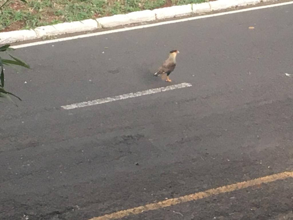 Casal de carcará é flagrado ‘passeando’ em avenida de Maringá