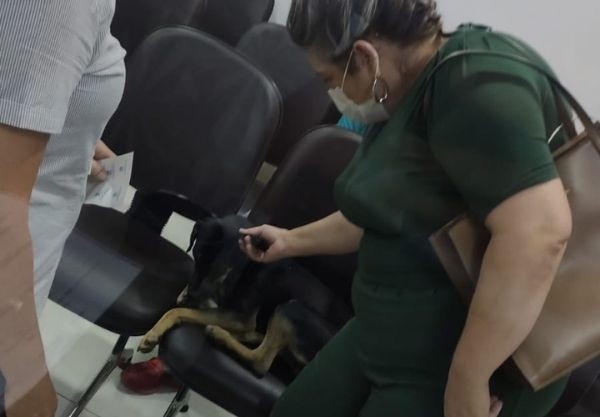 Cão ficou 15 dias na porta de hospital em Umuarama