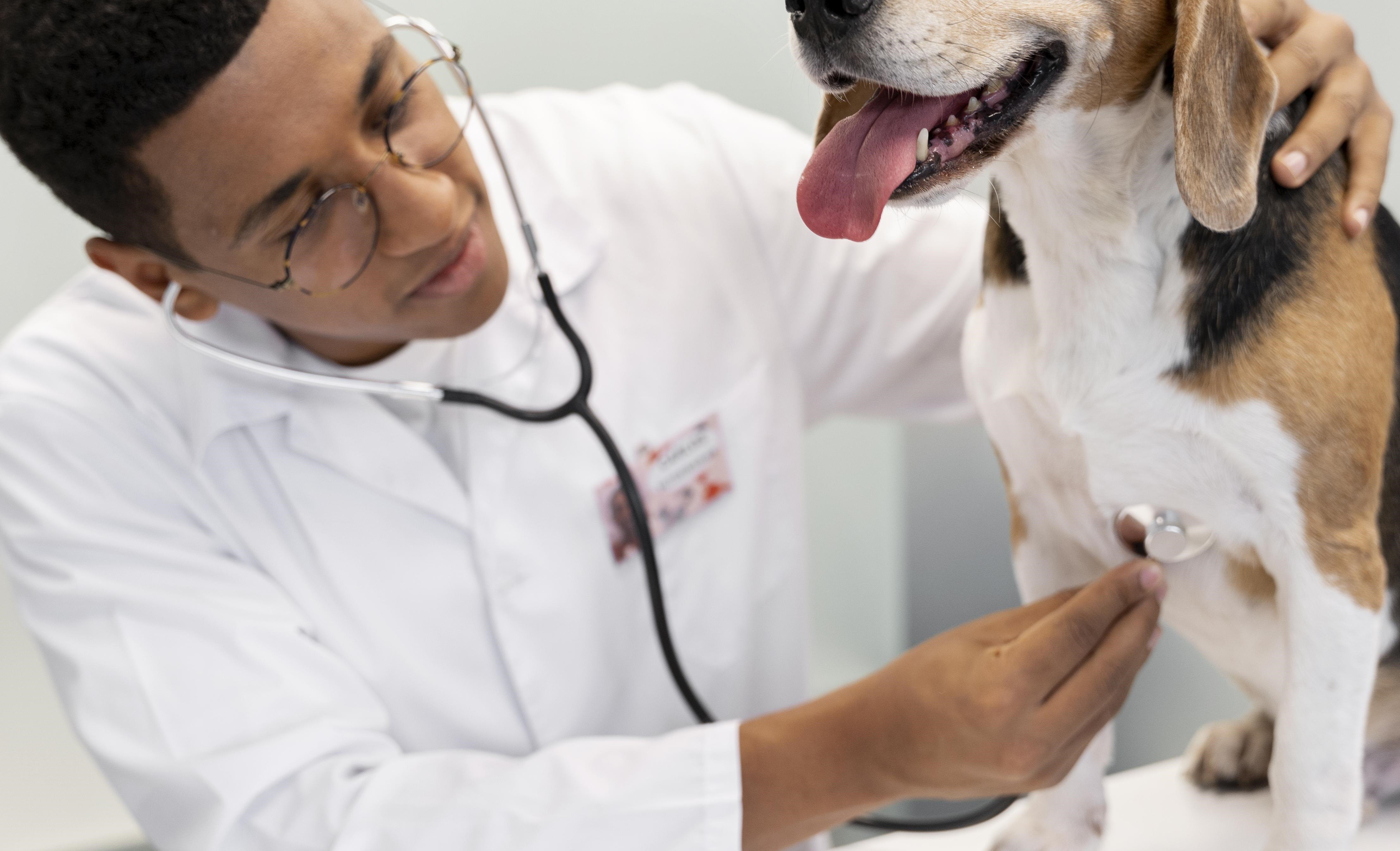 60% dos acadêmicos de veterinária querem abrir a própria clínica
