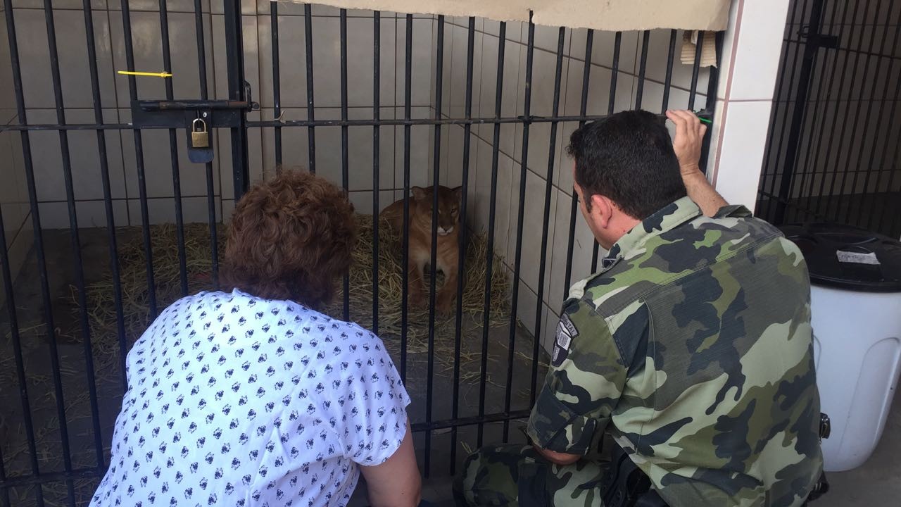 Policial que resgatou puma atropelado se emociona