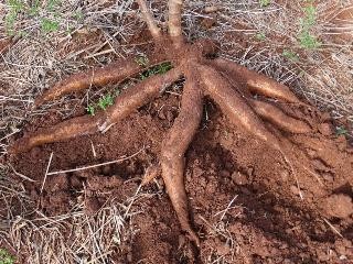 Produção de raiz de mandioca foi 35% menor em 2017
