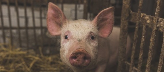 Suíno custa R$ 7,90 o quilo em Maringá