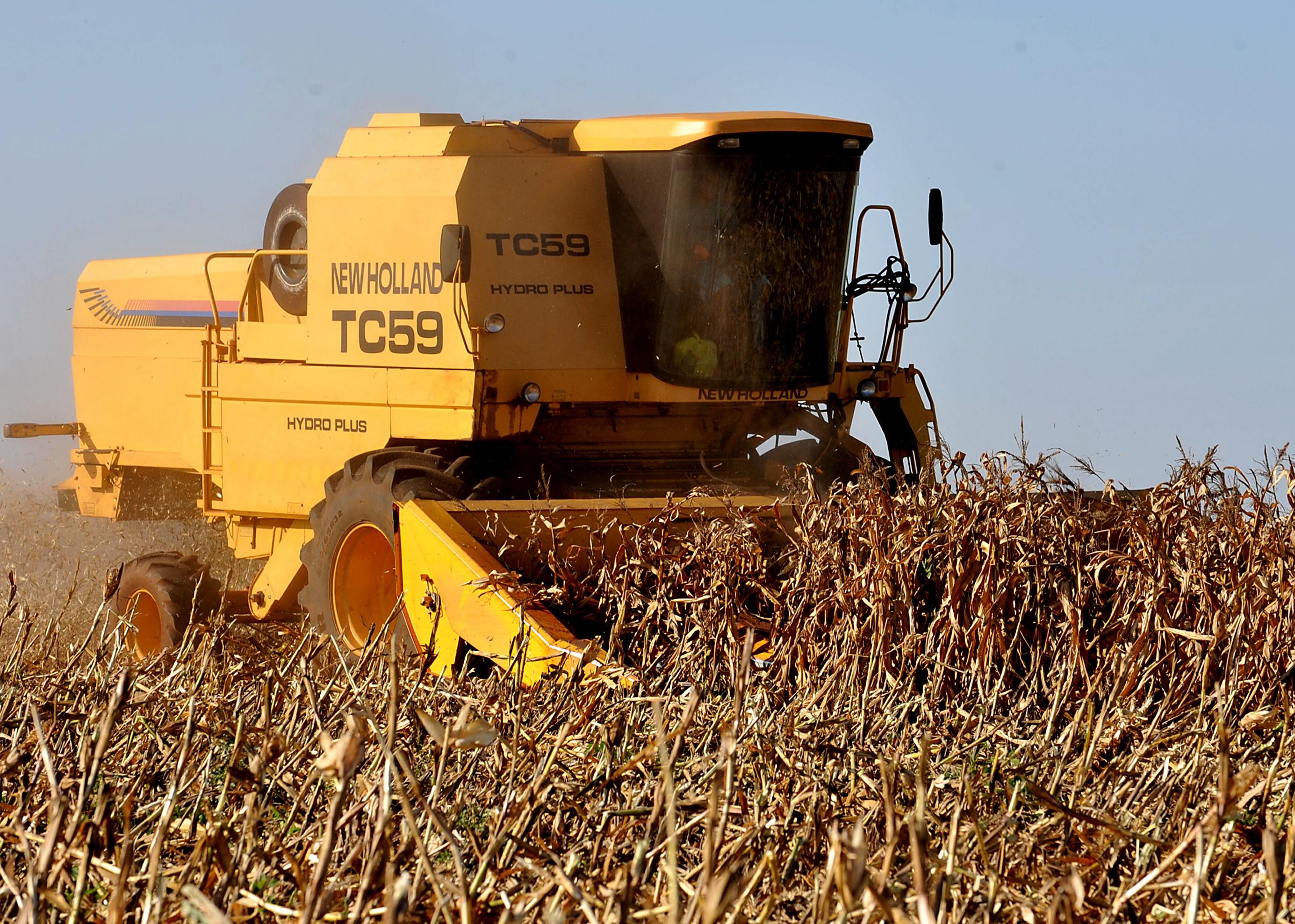 Colheita do milho: produção está em torno de 5 mil quilos por hectare
