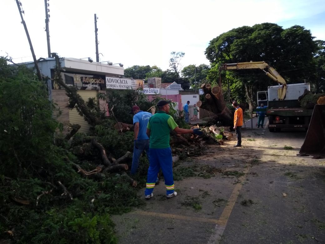 10 árvores caem em Maringá