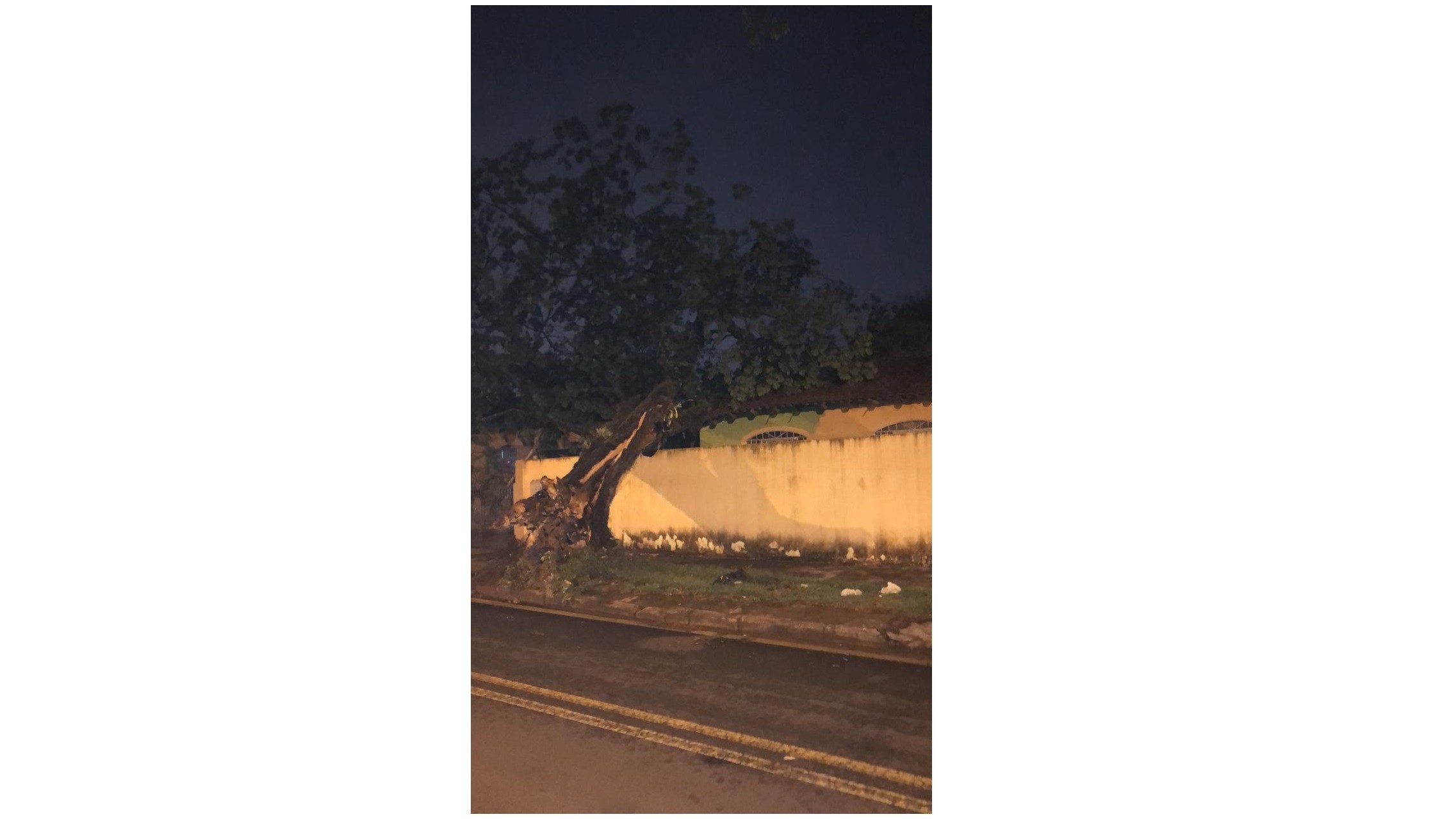 Temporal provoca queda de 23 árvores em maringá