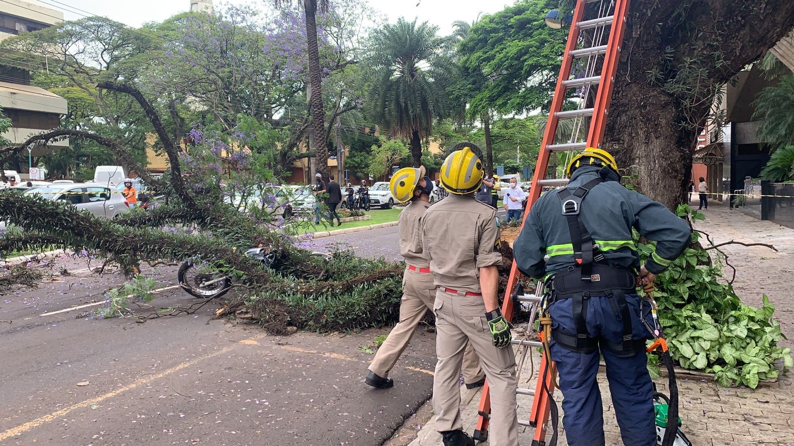 Árvore cai em cima de motociclista no centro de Maringá