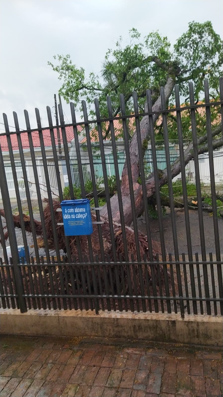 Árvore de grande porte cai e deixa UBS Mandacaru sem energia