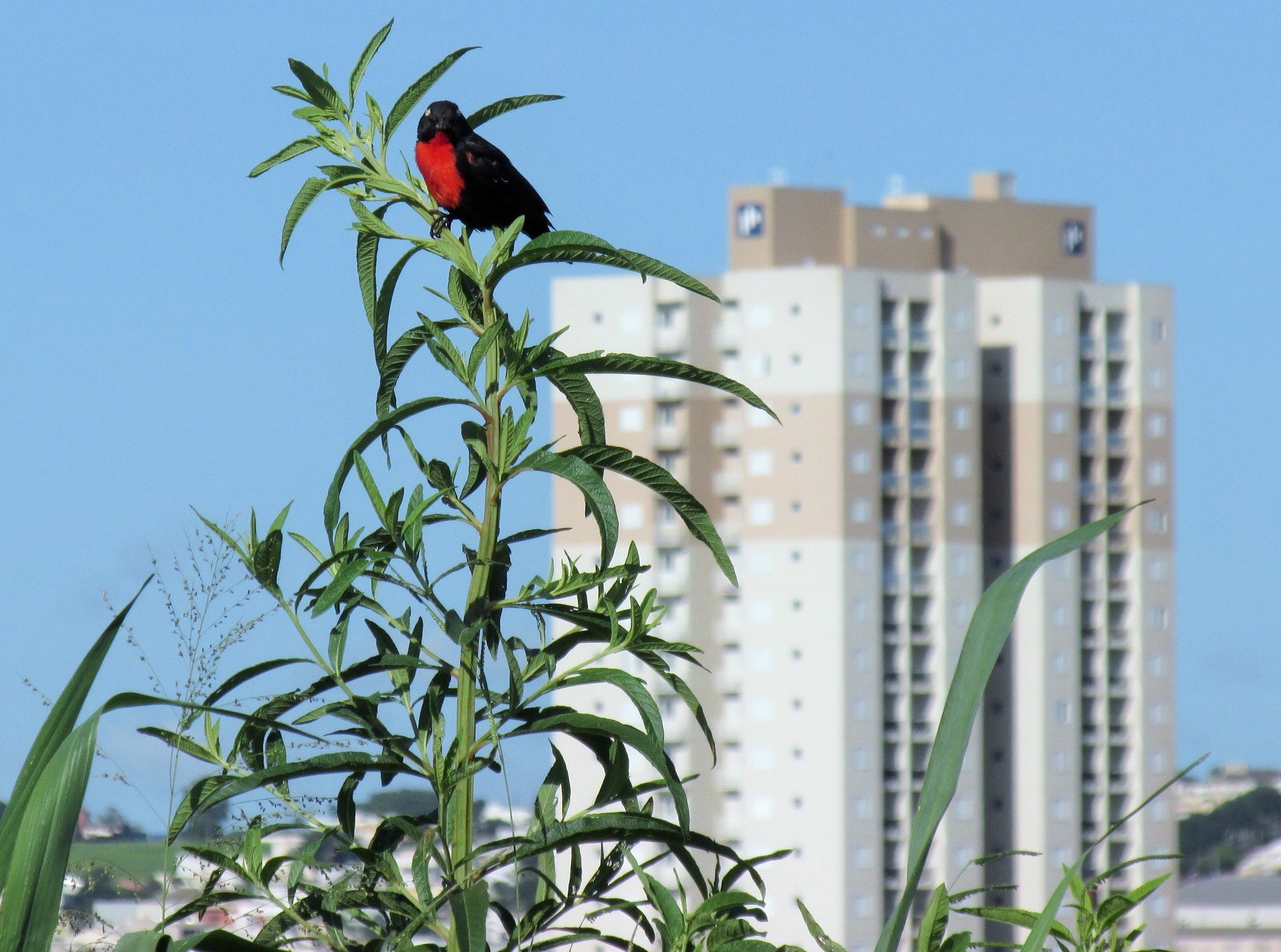 Simepar prevê máxima de 34º C em Maringá nesta sexta-feira (16)