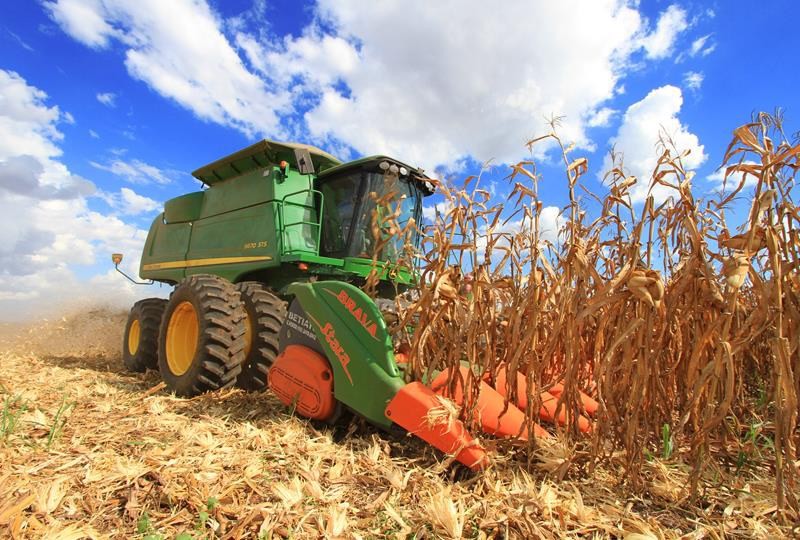Colheita do milho de inverno atinge 65% no Paraná