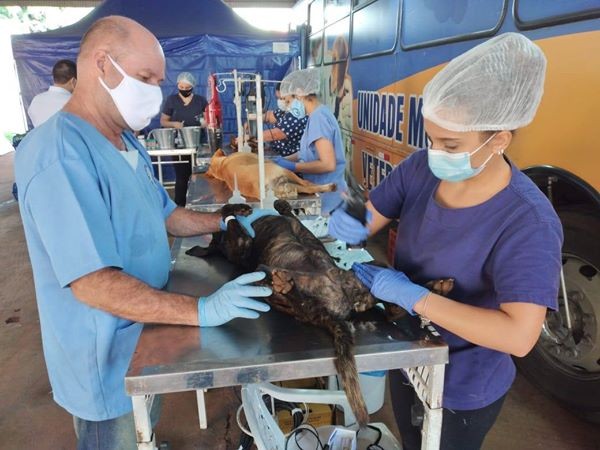 Castrações de cães e gatos serão reagendadas para final de setembro