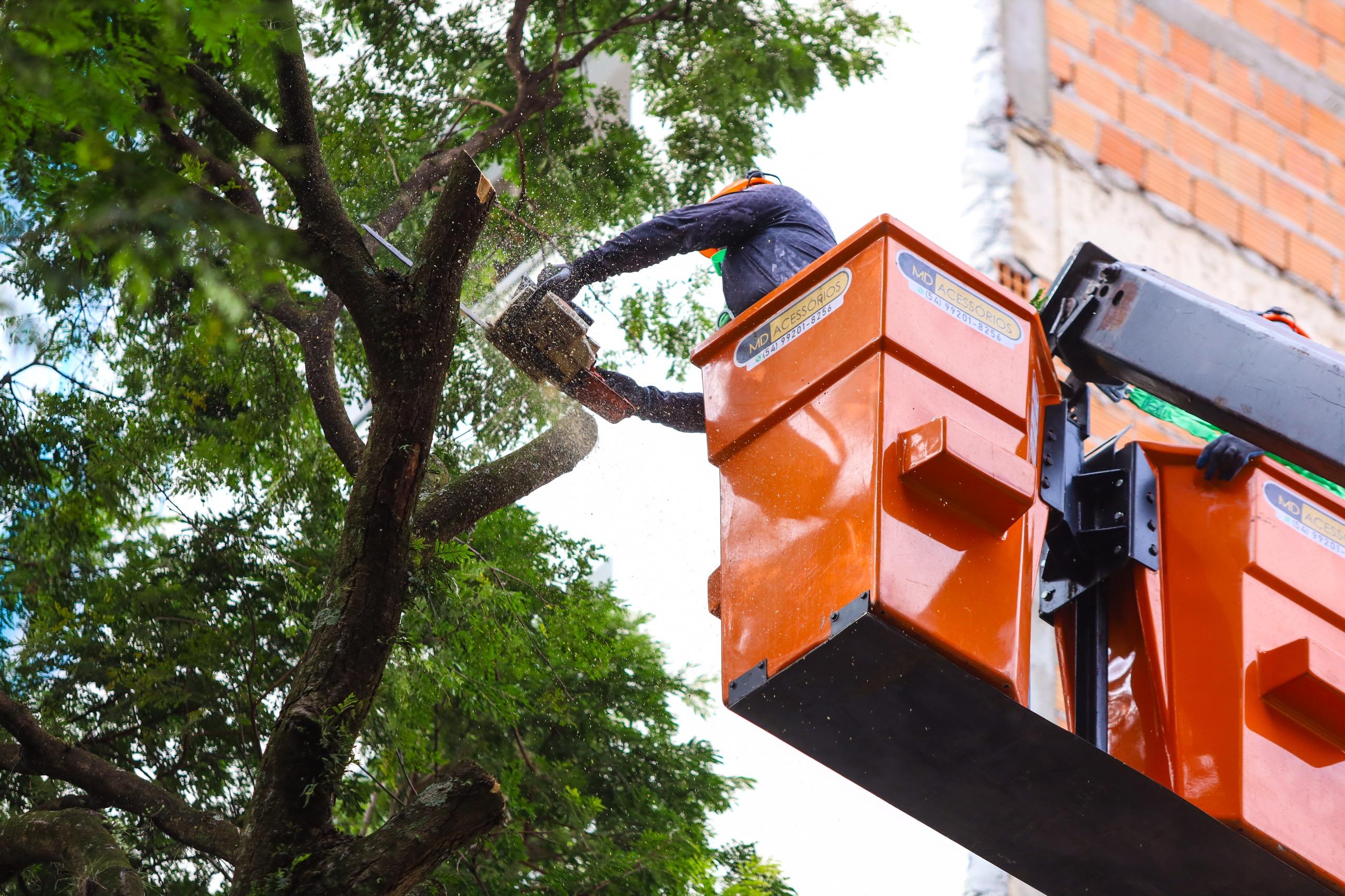 Selurb abre credenciamento para prestação de serviços de arborização