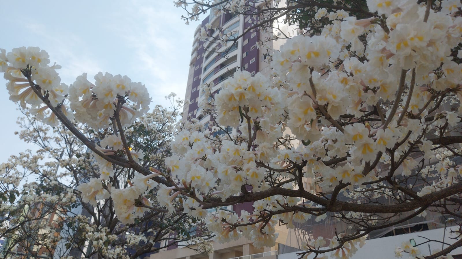 Não perca: florada dos ipês brancos dura apenas quatro dias