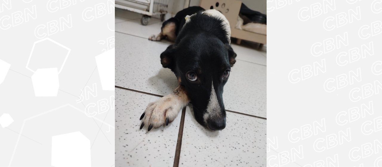 ONG denuncia canil municipal de Cianorte por negligência