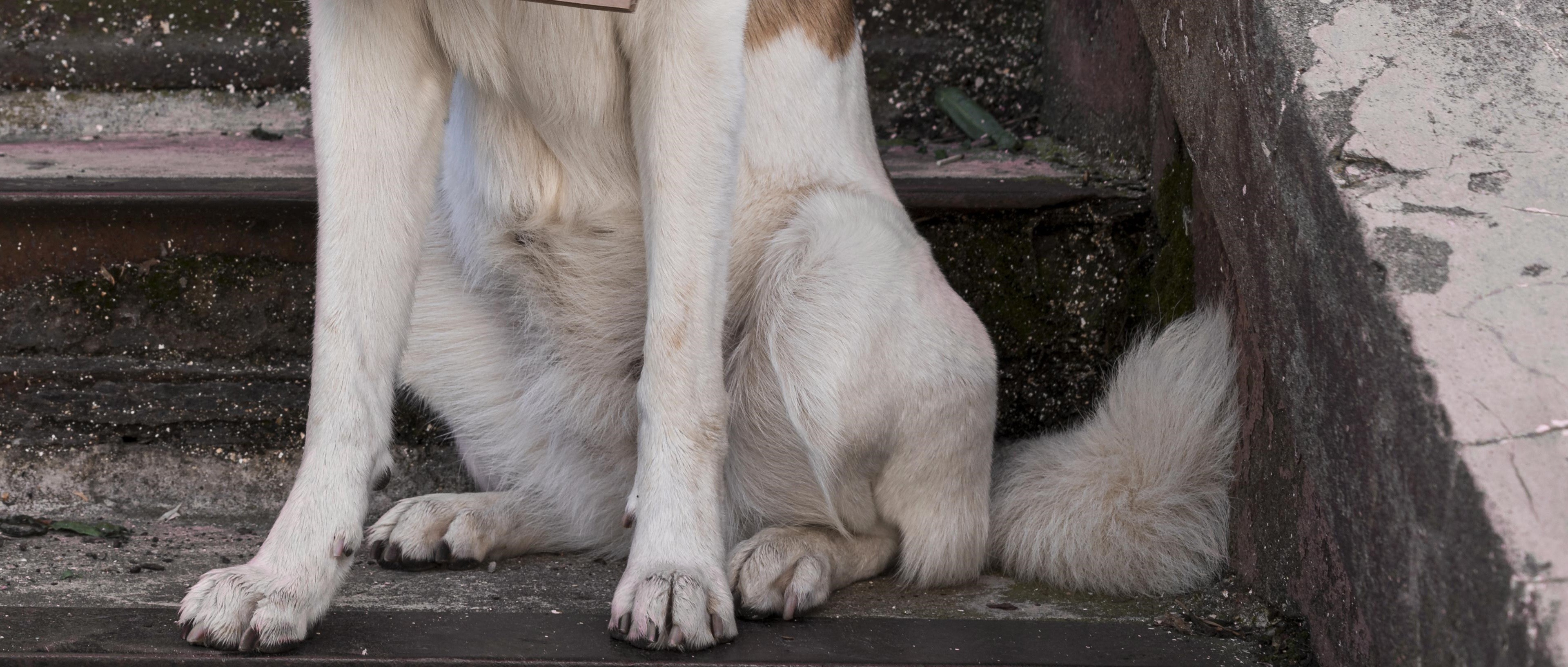 Ouvinte reclama de cão agressivo solto na rua do Jardim Real em Maringá