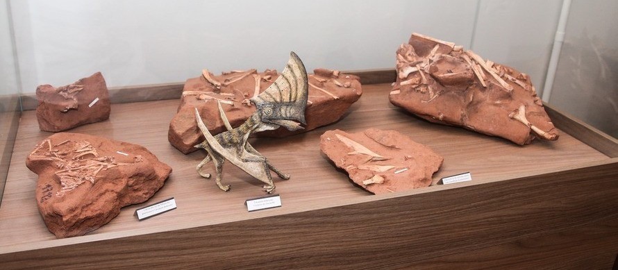 Nova espécie de pterossauro é descoberta em Cruzeiro do Oeste