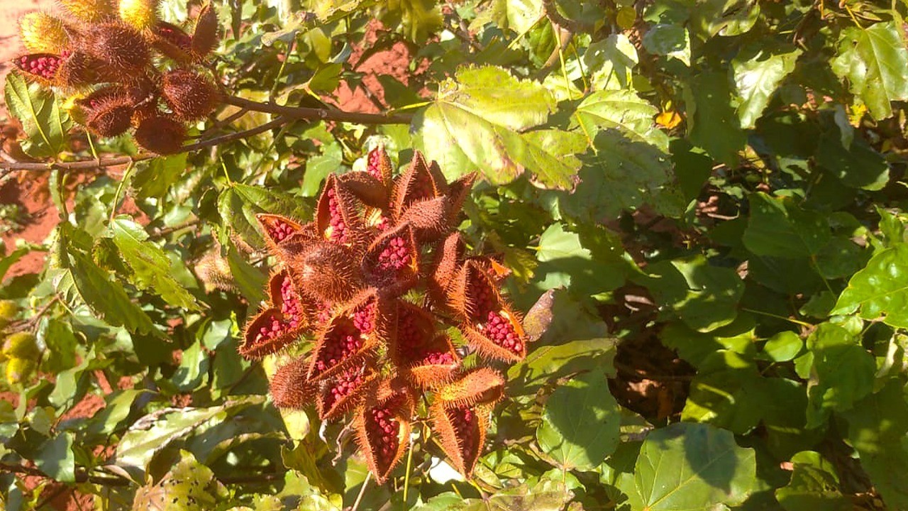 Paranacity é reconhecida oficialmente capital do urucum