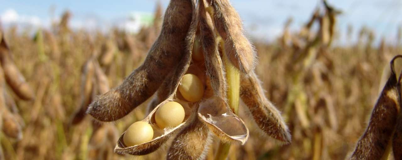 Soja custa R$ 69 a saca em Campo Mourão e Maringá