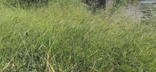 Sarandi aplicou 146 multas a donos de terrenos entre janeiro e junho