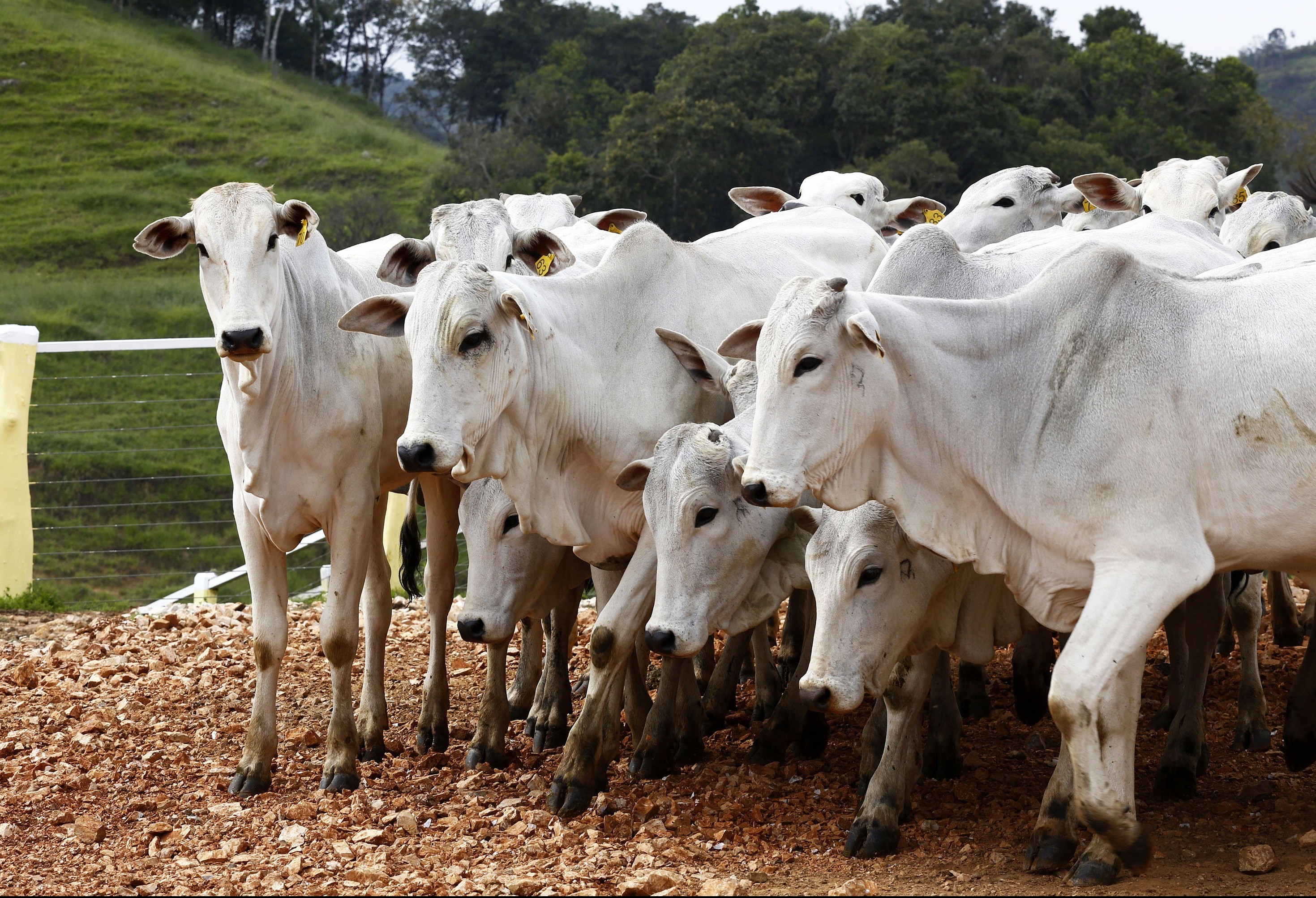 Arroba do boi gordo custa R$ 153 na região de Maringá