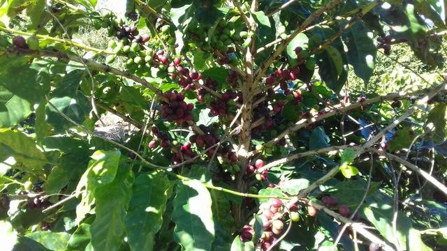 Café em coco custa R$ 6,70 o quilo em Jacarezinho