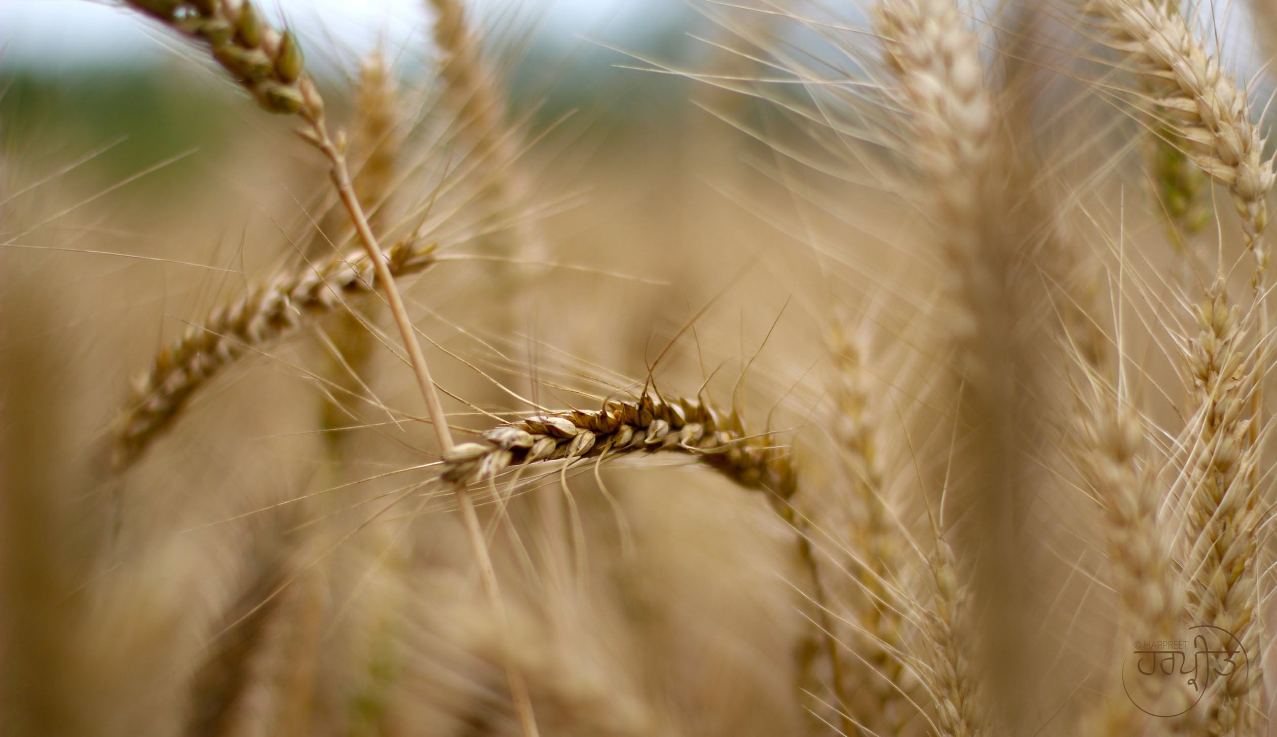 Trigo custa R$ 45,50 a saca em Maringá