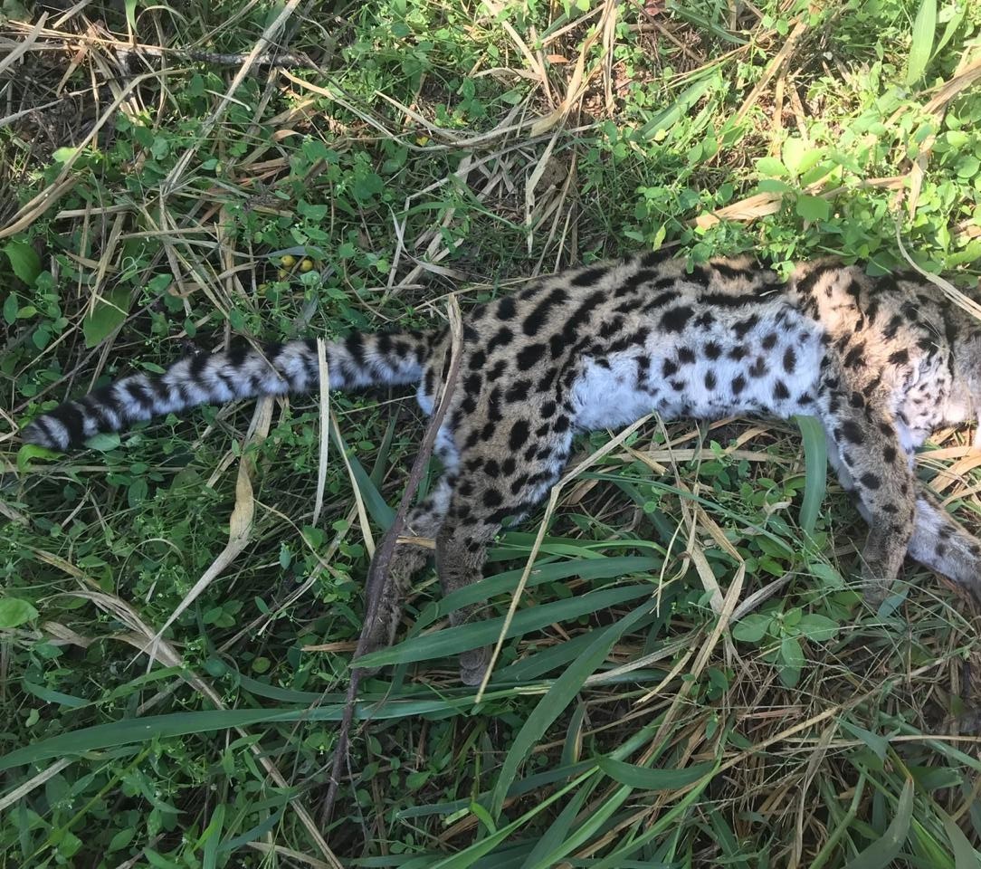 Taxidermia da Jaguatirica atropelada na região vai demorar