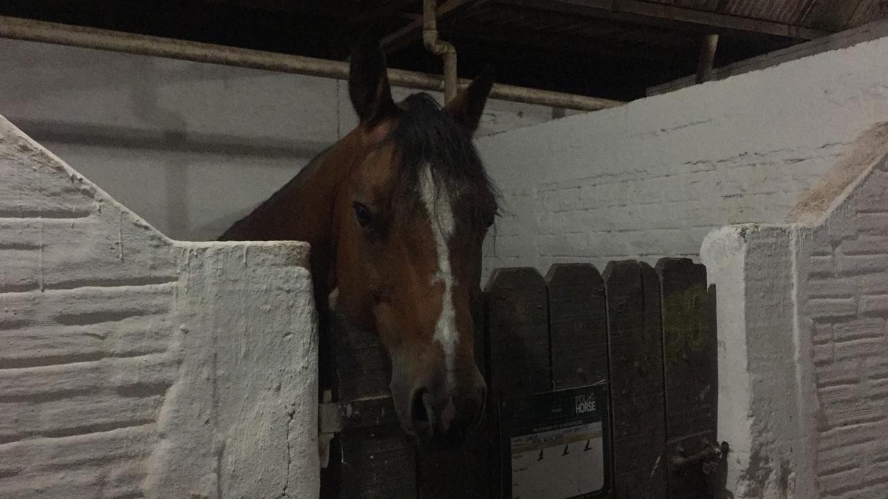 Prova de hipismo também faz parte da programação da Expoingá